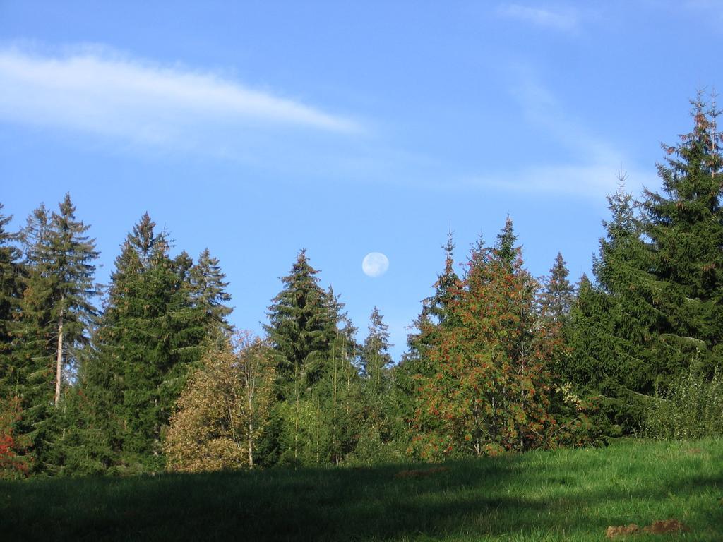 Schwarzwald-Chalet Feldberg Exteriör bild